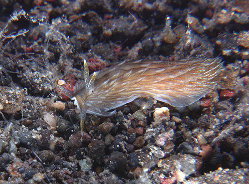 Cerberilla incola